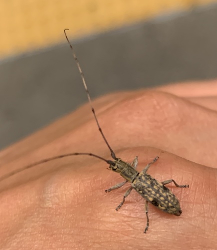 Small Mulberry Borer photo 6