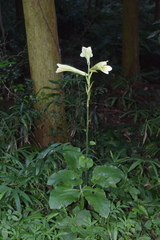 Cardiocrinum cordatum
