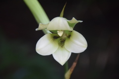 Cardiocrinum cordatum