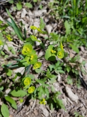 Euphorbia roemeriana