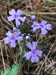 Glandularia canadensis