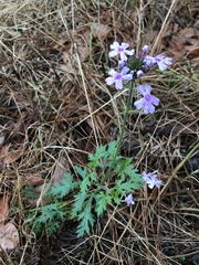 Glandularia canadensis