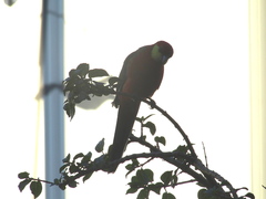 Platycercus icterotis icterotis