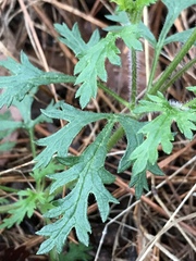 Glandularia canadensis