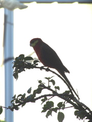 Platycercus icterotis icterotis