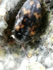 Mycetophagus atomarius