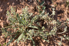 Reseda phyteuma