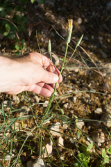 Scorzonera angustifolia
