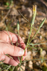 Scorzonera angustifolia