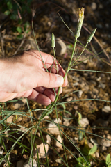 Scorzonera angustifolia