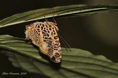 Symbrenthia hypselis