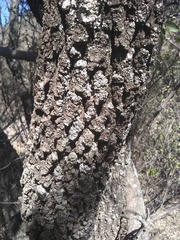 Sideroxylon occidentale