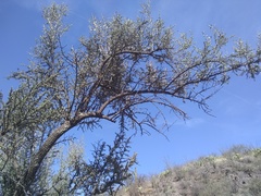 Sideroxylon occidentale