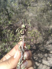 Sideroxylon occidentale