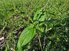 Spigelia