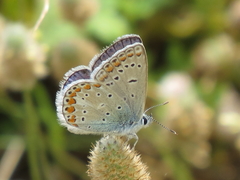 Polyommatus celina