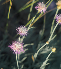 Psephellus trinervius