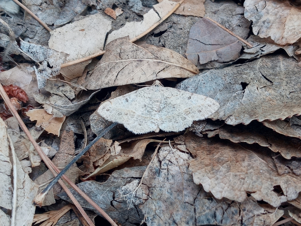 Pale-lined Angle