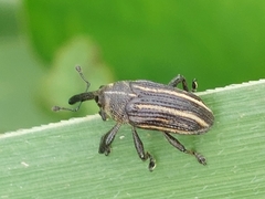 Sternuchopsis waltoni
