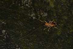 Diaphanogryllacris laeta