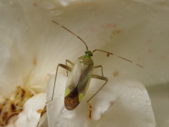 Adelphocoris quadripunctatus