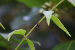 Polyrhachis lamellidens
