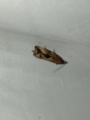 Endothenia quadrimaculana