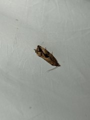 Endothenia quadrimaculana