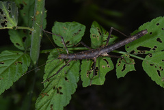 Phasmida