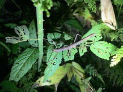 Phasmida
