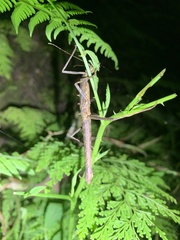 Phasmida
