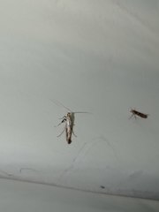 Caloptilia populetorum