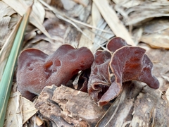 Auricularia heimuer