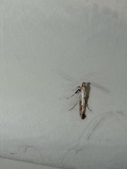 Caloptilia populetorum