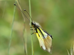 Libelloides baeticus