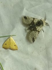 Furcula bicuspis