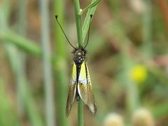 Libelloides baeticus