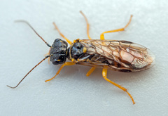 Pamphilius hortorum
