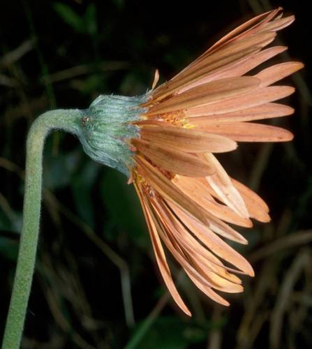 Gerbera jamesonii