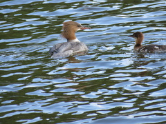 Mergus merganser