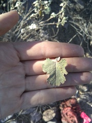 Ambrosia cordifolia