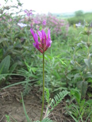 Astragalus onobrychis