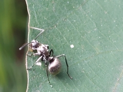 Polyrhachis wolfi