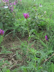 Astragalus onobrychis