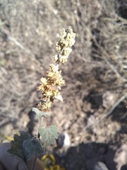 Ambrosia cordifolia