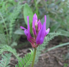 Astragalus onobrychis