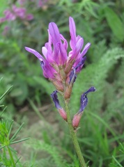 Astragalus onobrychis