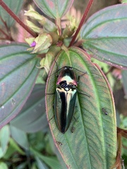 Campsosternus auratus