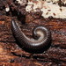 Portuguese Millipede - Photo (c) Reiner Richter, some rights reserved (CC BY-NC-SA), uploaded by Reiner Richter