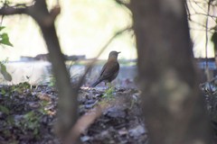 Turdus pallidus